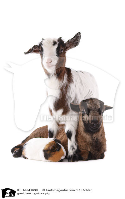Ziege, Lamm, Meerschweinchen / goat, lamb, guinea pig / RR-41630