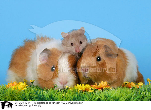 Hamster und Meerschwein / hamster and guinea pig / SS-14244