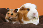 golden hamster and guinea pig