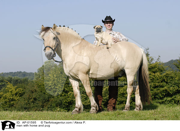 Mann mit Fjordpferd und Mops / man with horse and pug / AP-01595