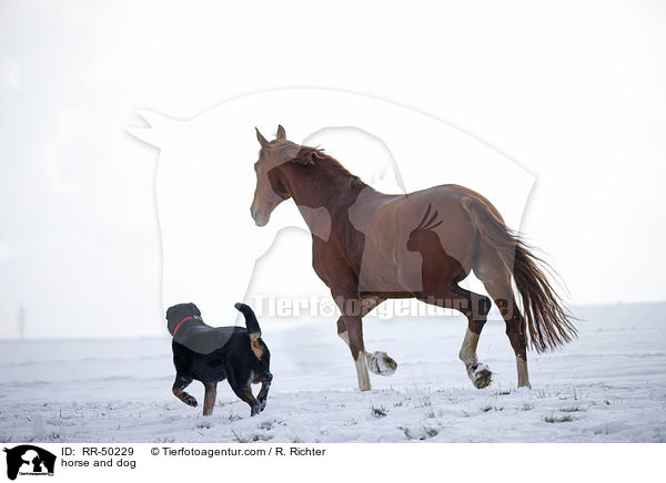 horse and dog / RR-50229