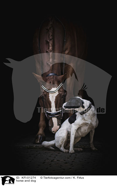 Pferd und Hund / horse and dog / KFI-01274