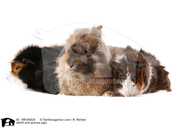 Kaninchen und Meerschweinchen / rabbit and guinea pigs / RR-60620