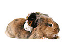 rabbit and guinea pig