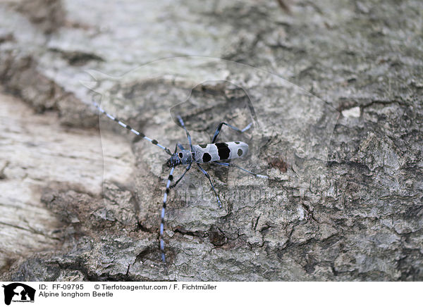 Alpenbock / Alpine longhorn Beetle / FF-09795