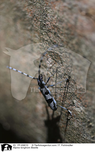 Alpenbock / Alpine longhorn Beetle / FF-09810