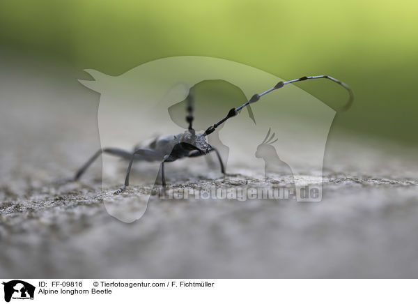 Alpenbock / Alpine longhorn Beetle / FF-09816