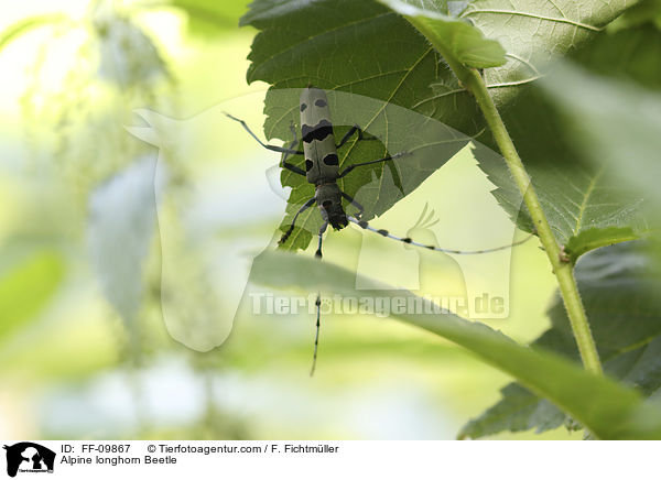 Alpenbock / Alpine longhorn Beetle / FF-09867