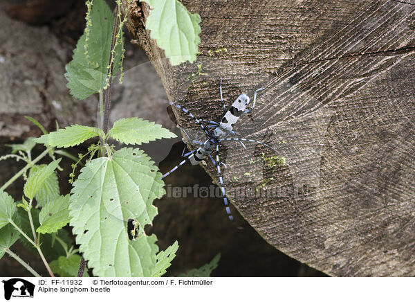 Alpenbock / Alpine longhorn beetle / FF-11932