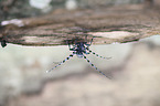 Alpine longhorn Beetle