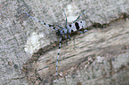 Alpine longhorn Beetle