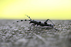 Alpine longhorn Beetle