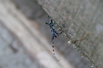 Alpine longhorn Beetle