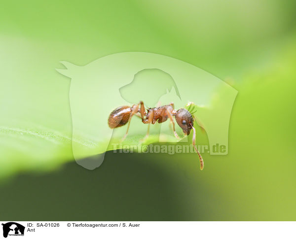 Ameise / Ant / SA-01026