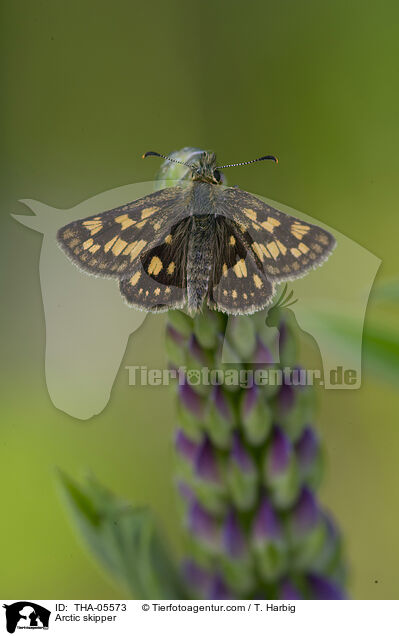 Arctic skipper / THA-05573