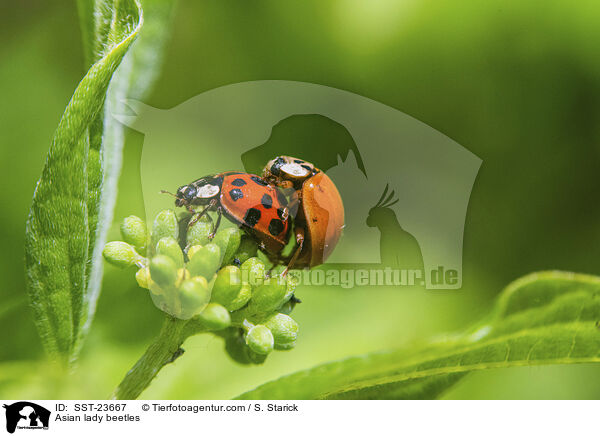 Asian lady beetles / SST-23667