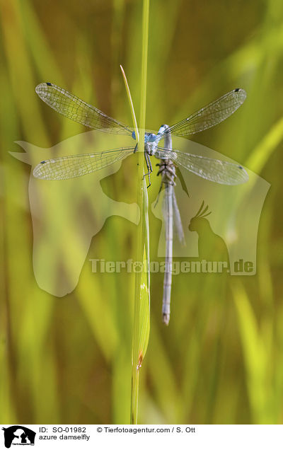 Hufeisen-Azurjungfer / azure damselfly / SO-01982