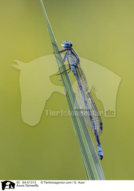 Hufeisen-Azurjungfer / Azure Damselfly / SA-01313