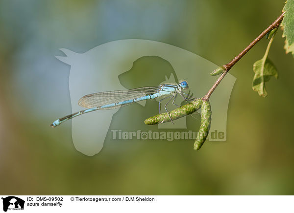 Hufeisen-Azurjungfer / azure damselfly / DMS-09502