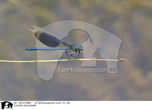 gebnderte Prachtlibelle / banded demoiselle / SO-01968