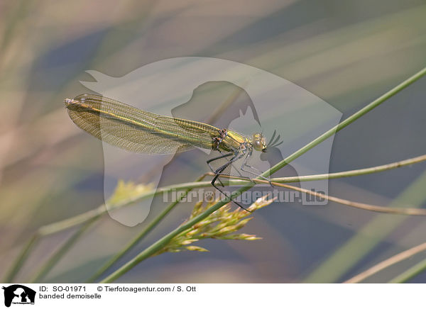 gebnderte Prachtlibelle / banded demoiselle / SO-01971