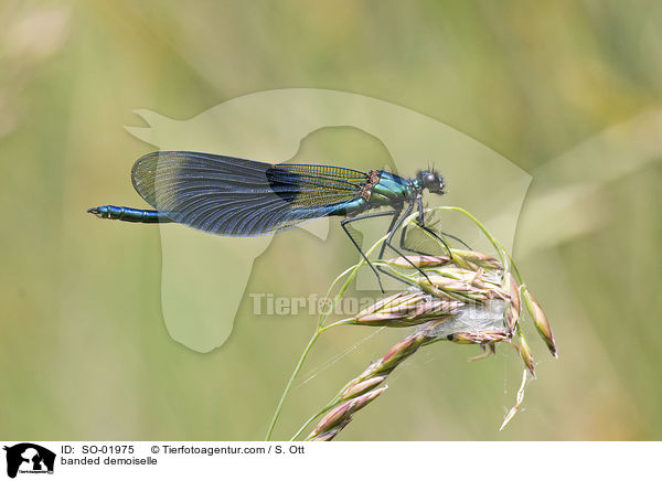 gebnderte Prachtlibelle / banded demoiselle / SO-01975