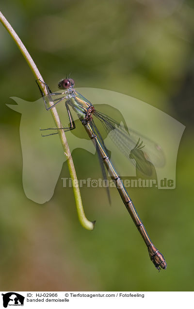 Gebnderte Prachtlibelle / banded demoiselle / HJ-02966