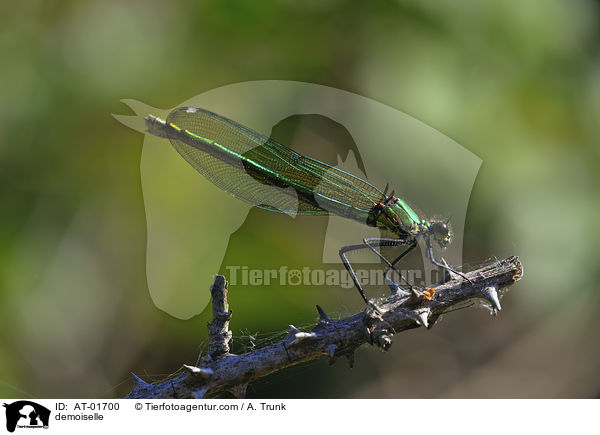 Gebnderte Prachtlibelle / demoiselle / AT-01700