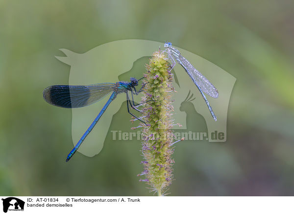 Gebnderte Prachtlibellen / banded demoiselles / AT-01834