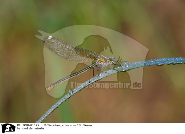 banded demoiselle / BSK-01122