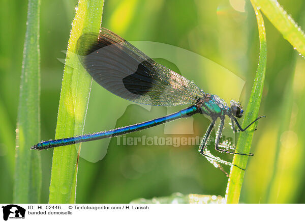 banded demoiselle / HL-02446