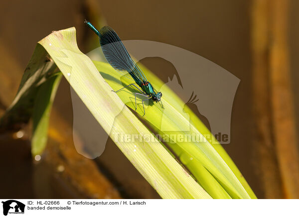 Gebnderte Prachtlibelle / banded demoiselle / HL-02666