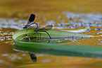 banded demoiselles