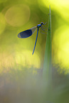 banded demoiselle