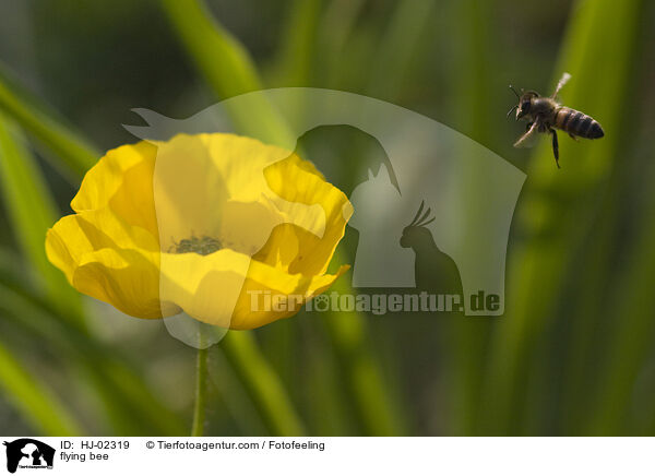 fliegende Biene / flying bee / HJ-02319