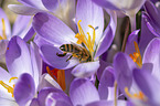 Bee on crocus