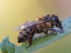 bee