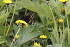 Black Swallowtail