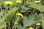 Black Swallowtail