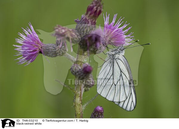 black-veined white / THA-03210