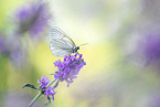 black-veined white