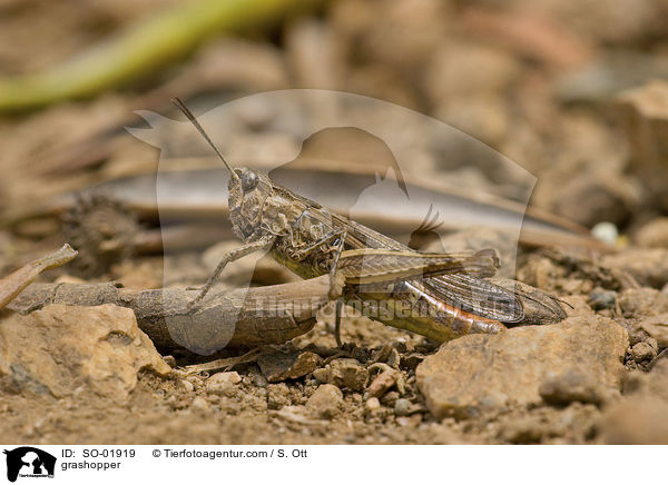 Nachtigall-Grashpfer / grashopper / SO-01919