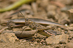 grashopper