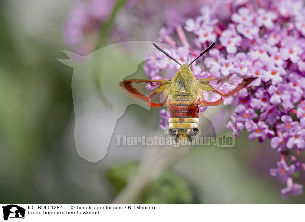 Hummelschwrmer / broad-bordered bee hawkmoth / BDI-01284