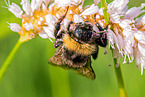 buff-tailed bumblebee