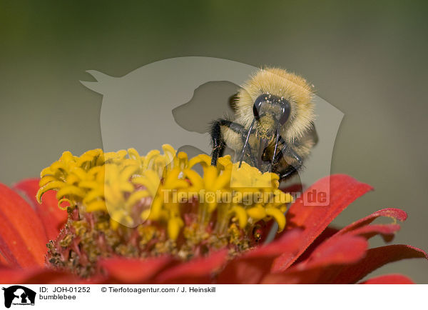 Hummel / bumblebee / JOH-01252