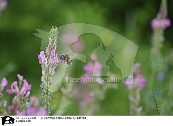 Hummel / bumblebee / SST-23835