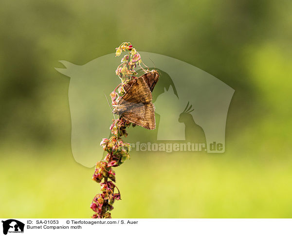 Burnet Companion moth / SA-01053