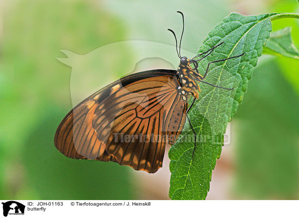 Schmetterling / butterfly / JOH-01163