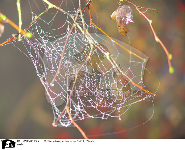 Spinnennetz / web / WJP-01222